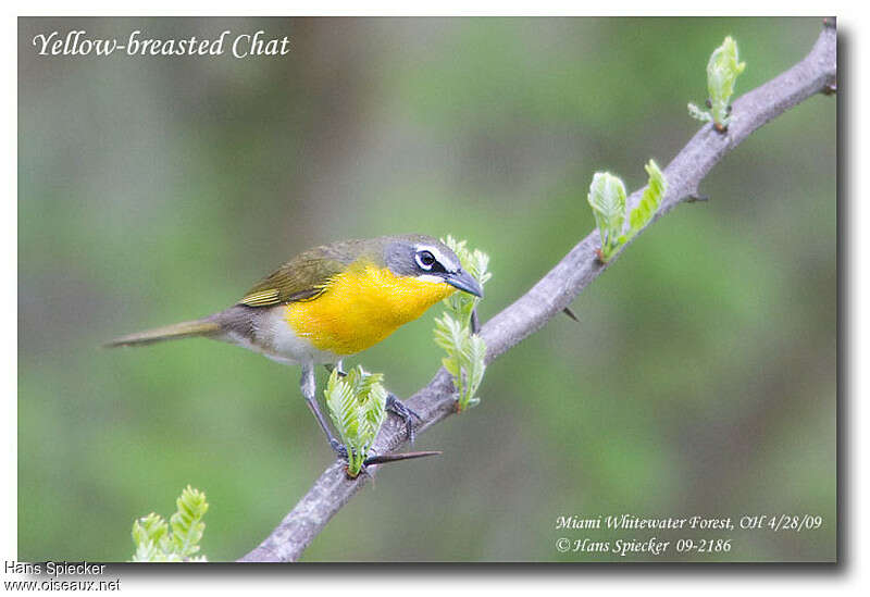 Yellow-breasted Chatadult, close-up portrait