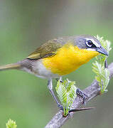 Yellow-breasted Chat