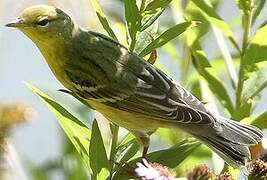 Blackpoll Warbler