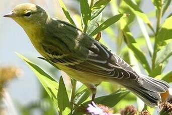 Paruline rayée