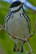Paruline rayée
