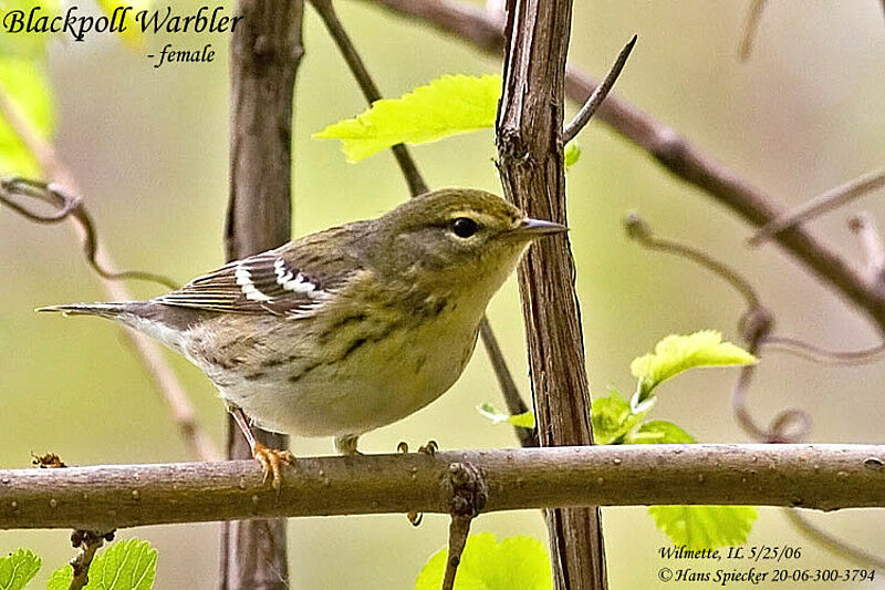 Blackpoll Warbler female adult breeding