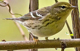 Blackpoll Warbler