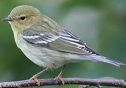 Blackpoll Warbler