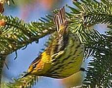 Cape May Warbler