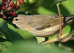 Cape May Warbler