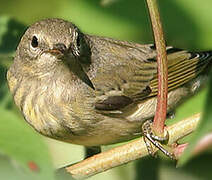 Cape May Warbler