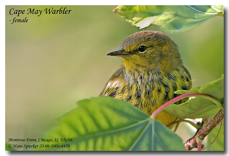 Cape May Warbler female adult