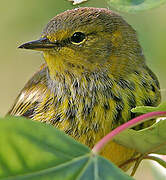 Cape May Warbler