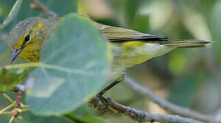 Cape May Warbler