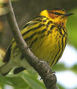 Cape May Warbler