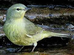 Orange-crowned Warbler