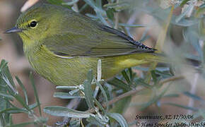 Orange-crowned Warbler