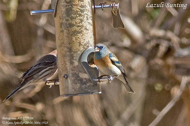 Lazuli Bunting