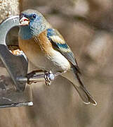 Lazuli Bunting