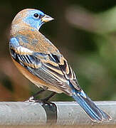 Lazuli Bunting