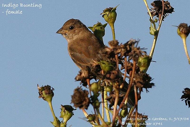 Indigo Bunting