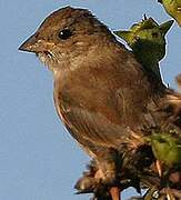 Indigo Bunting