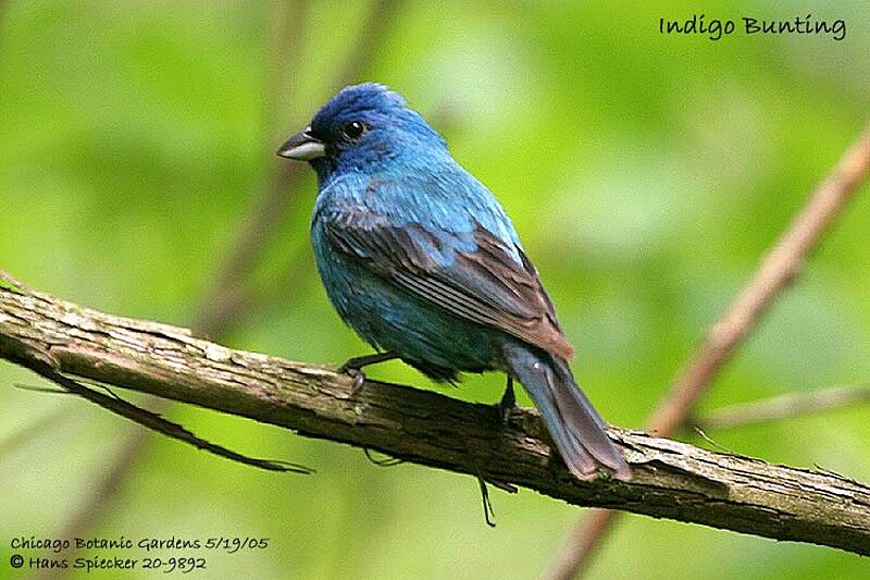 Indigo Bunting