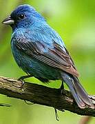 Indigo Bunting