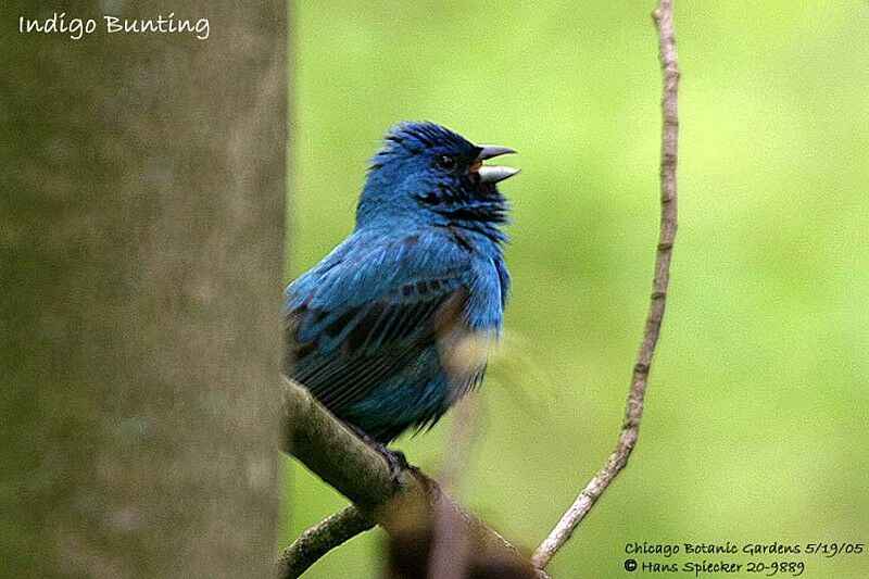 Passerin indigo