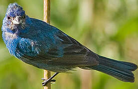 Indigo Bunting