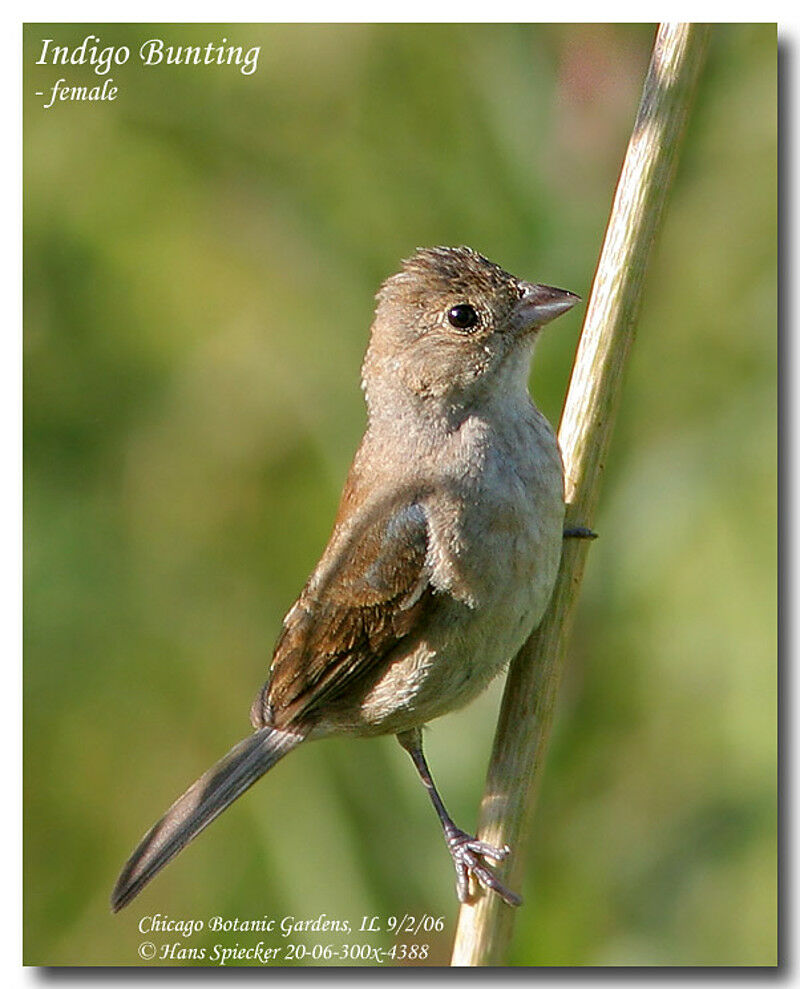 Indigo Bunting female