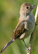 Indigo Bunting