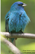 Indigo Bunting