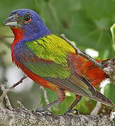 Painted Bunting