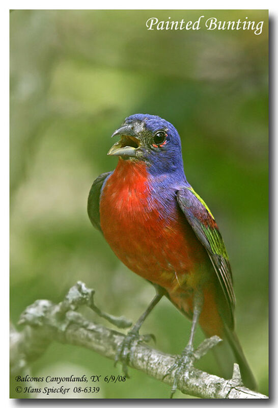 Painted Bunting male adult