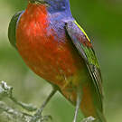 Passerin nonpareil
