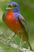 Painted Bunting