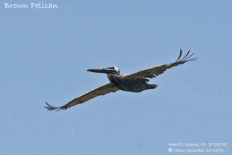 Brown Pelican