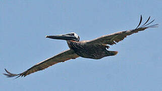 Brown Pelican