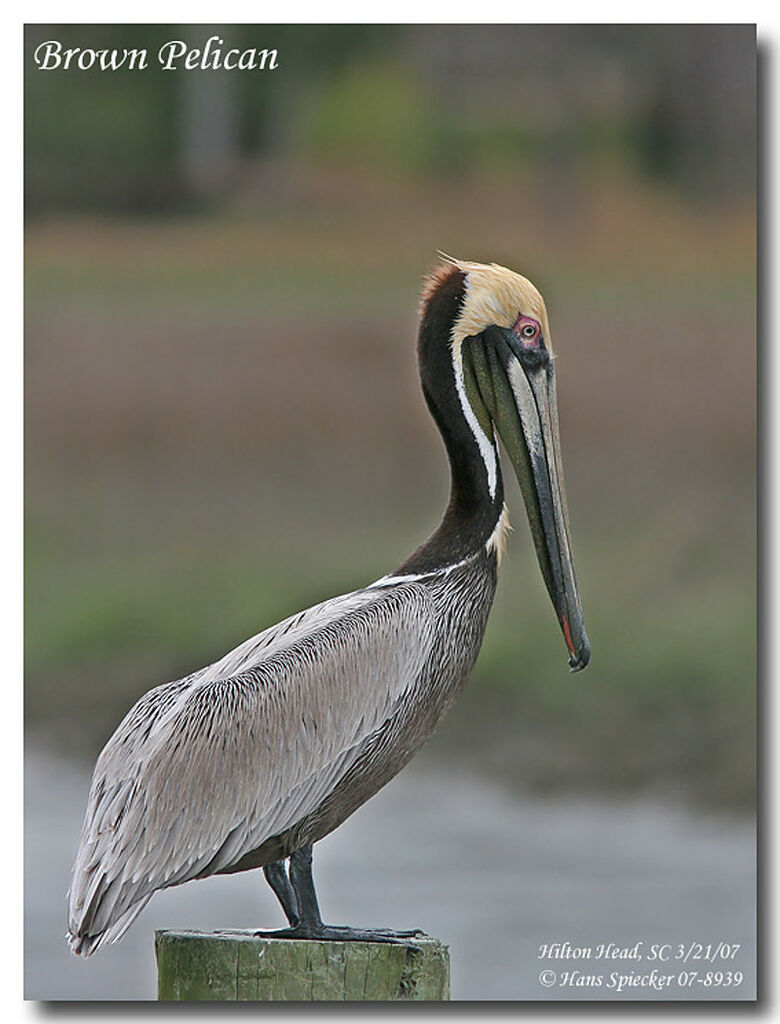 Brown Pelicanadult breeding