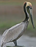 Brown Pelican