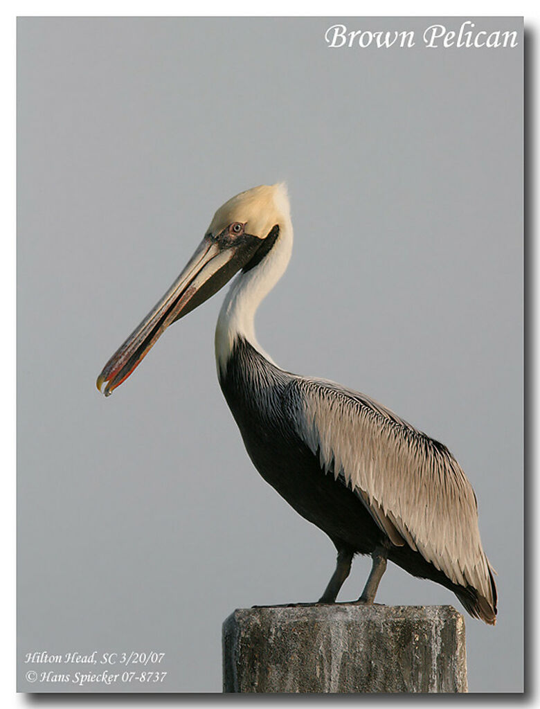 Brown Pelicanadult