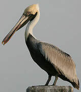 Brown Pelican