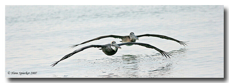 Brown Pelican