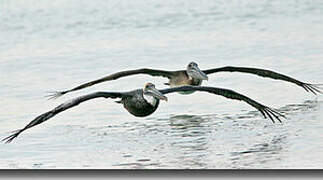 Brown Pelican