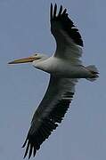 American White Pelican