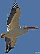 American White Pelican