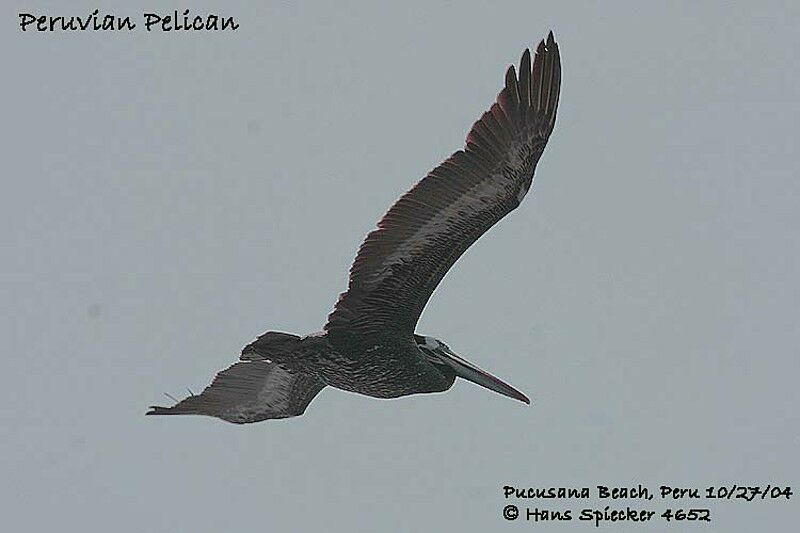 Peruvian Pelican