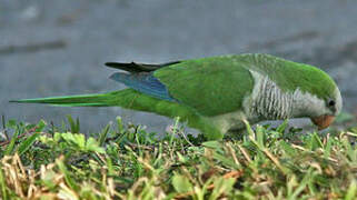 Monk Parakeet