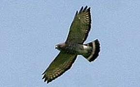 Broad-winged Hawk