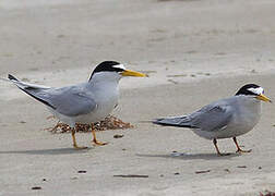 Least Tern