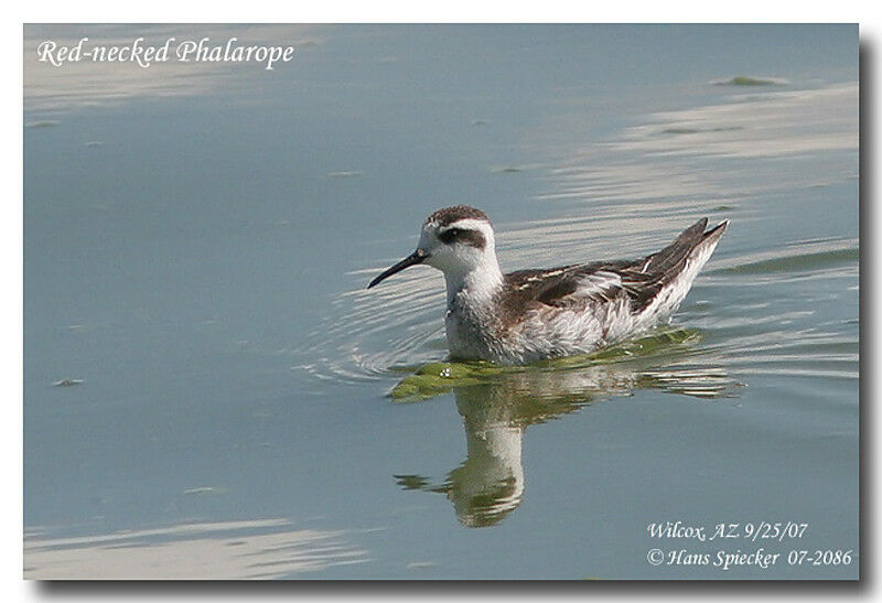 Phalarope à bec étroitadulte internuptial