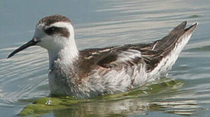 Phalarope à bec étroit