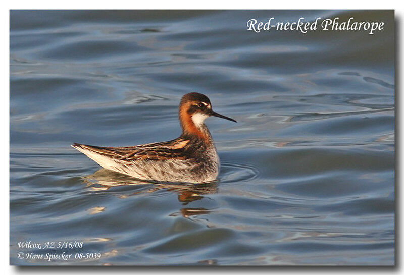 Phalarope à bec étroit femelle adulte nuptial